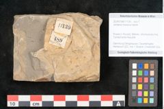 Foto (Objekt + Etikett) von Jordania moravica Helmh. (NHMW-GEO-2024-0188-11139)